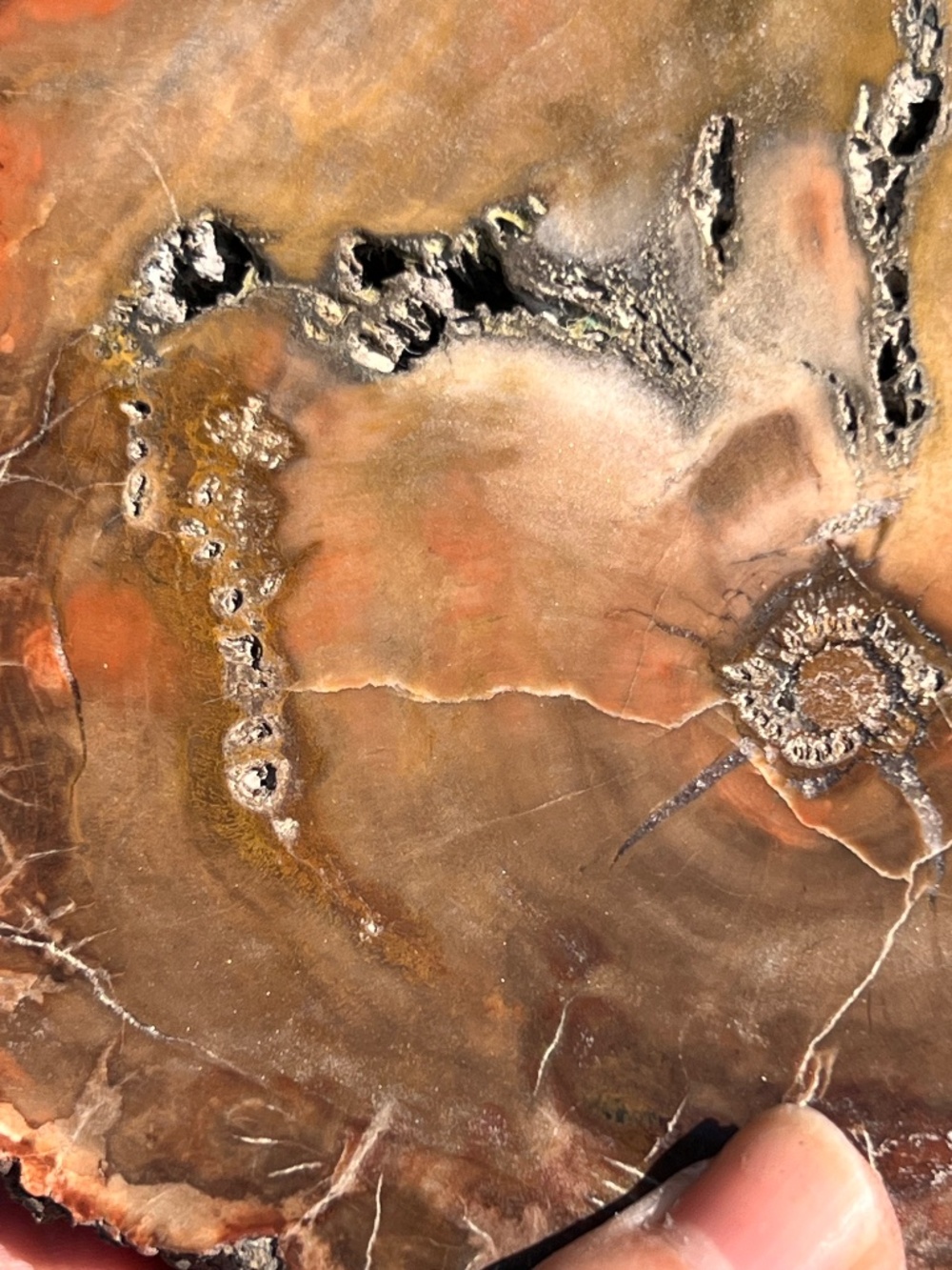 Petrified (10) wood slab with stand | crystal - Picture 10 of 17
